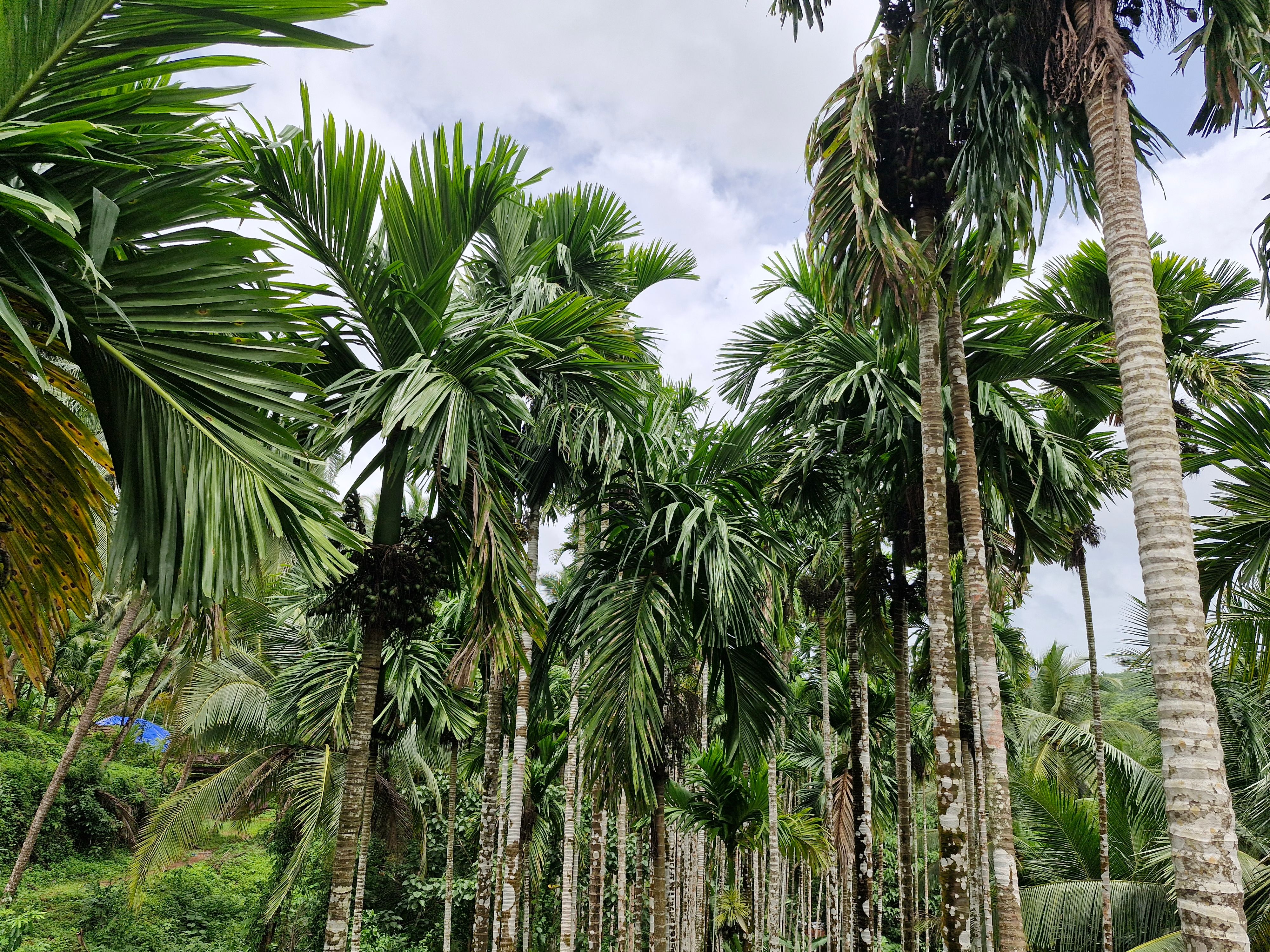 A serene coconut grove under a cloudy sky, surrounded by lush greenery.