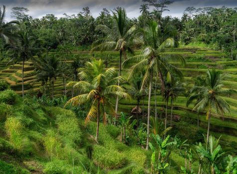 Ubud cooking class with a local family — Bali