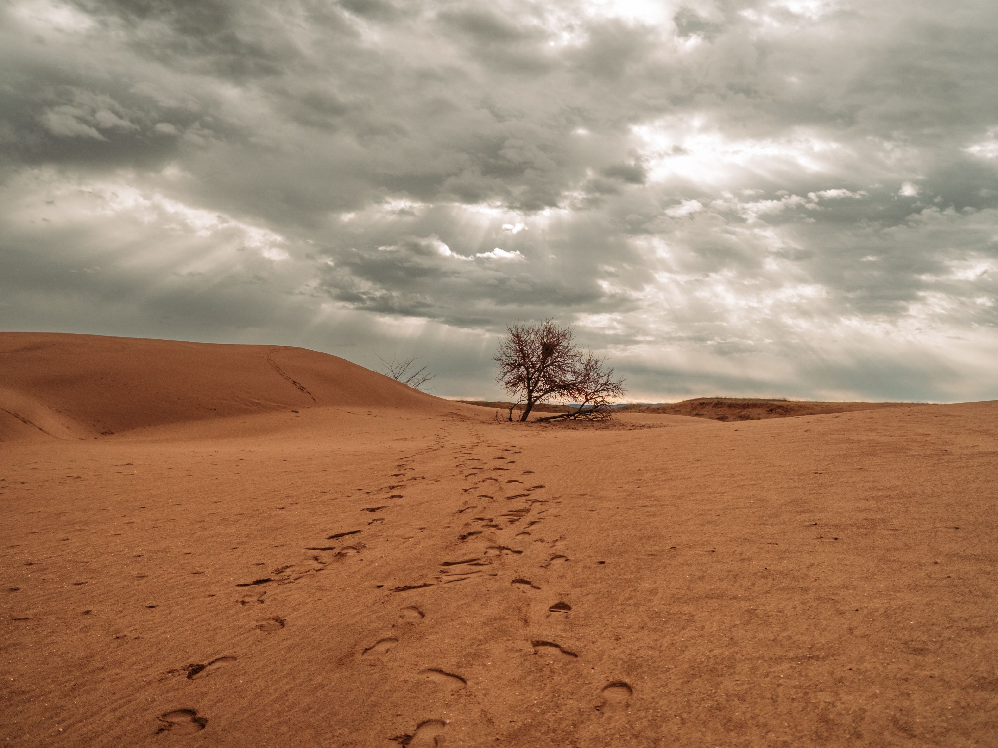 The iconic Tree of Life standing alone in the desert landscape of Bahrain