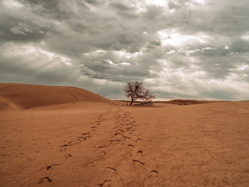 The iconic Tree of Life standing alone in the desert landscape of Bahrain