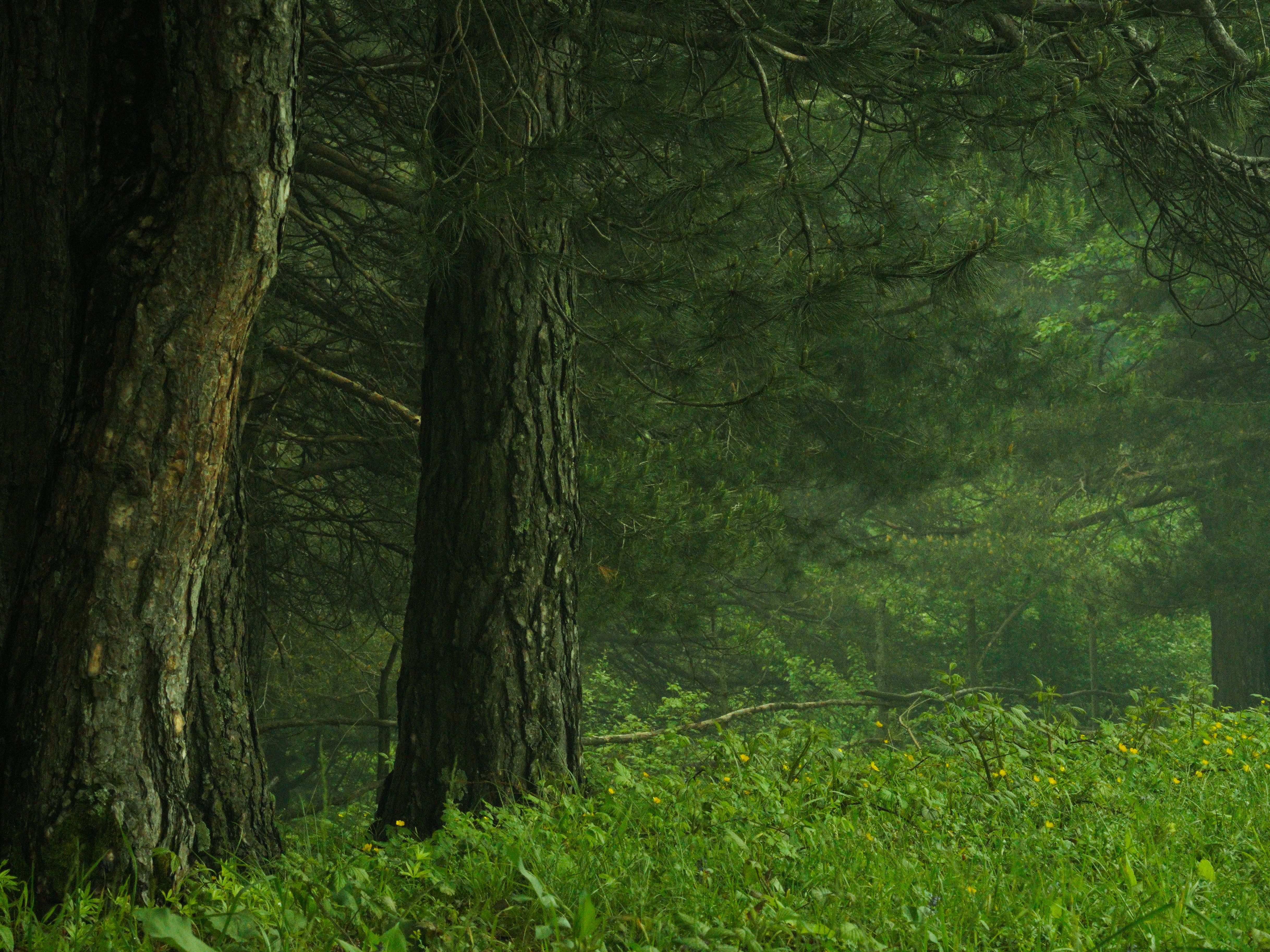 Tranquil Forest Scene with Lush Greenery · Free Stock Photo