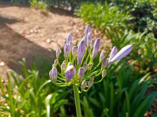 Free Seba de flors Stock Photo