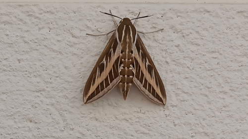 Free Polilla Stock Photo