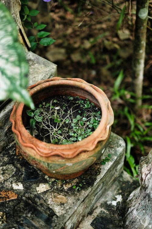 Free A terracotta pot with plants on stone steps, surrounded by greenery in a natural setting. Stock Photo