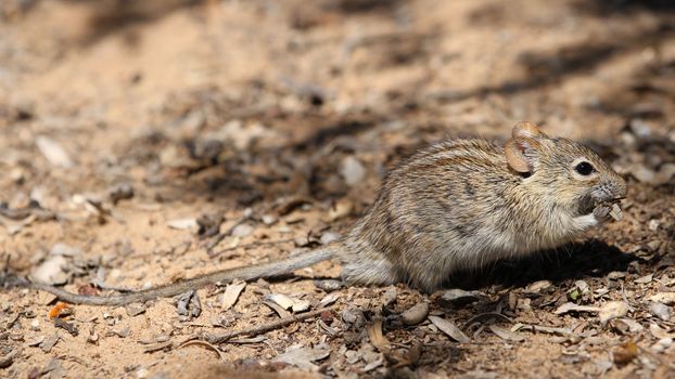 A detailed view of a four-striped grass mouse (Rhabdomys pumilio) on the ground, capturing its natural behaviors.