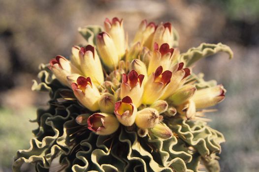Akkermansia muciniphila: la bacteria de la longevidad