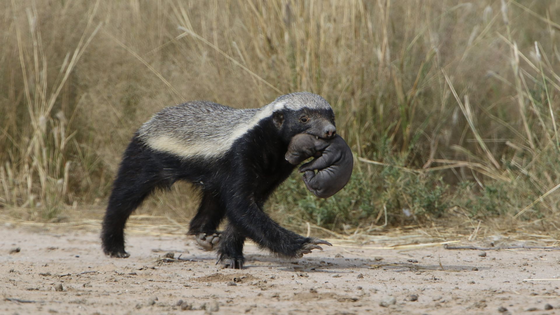 Honey badger carrying prey in Kgalagadi Transfrontier Park, showcasing its fearless nature.