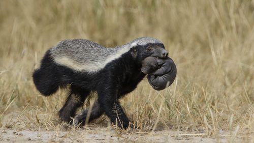 Free A honey badger carrying its cub in the Kgalagadi Transfrontier Park, showcasing wildlife behavior. Stock Photo