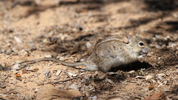 An African striped mouse (Rhabdomys pumilio) on a sandy, leaf-strewn ground in a nature reserve.