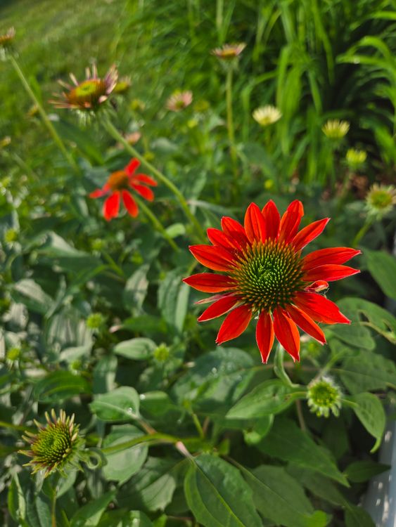 Cone Shape Red Roses Vibrant Red Coneflowers in Bloom Outdoors · Free Stock Photo