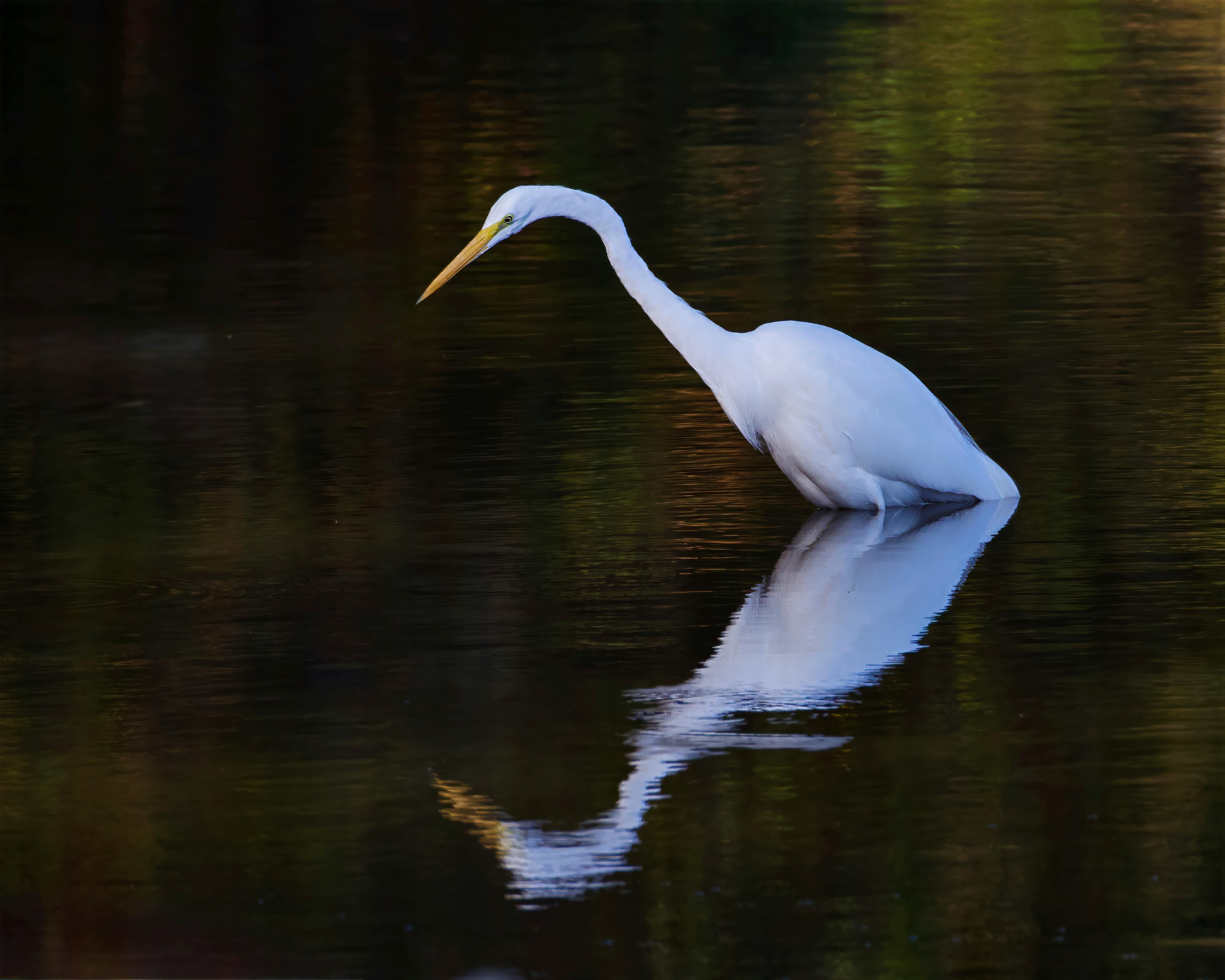 How to Locate Hidden Treasures with Ojis: A Step-by-Step Guide