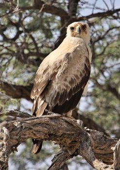 Tawny Eagle perched on a branch in Kgalagadi Transfrontier Park, South Africa.