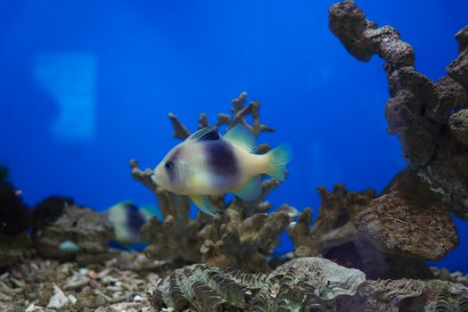Vibrant fish glides through a coral tank, showcasing its vivid colors against a brilliant blue backdrop.