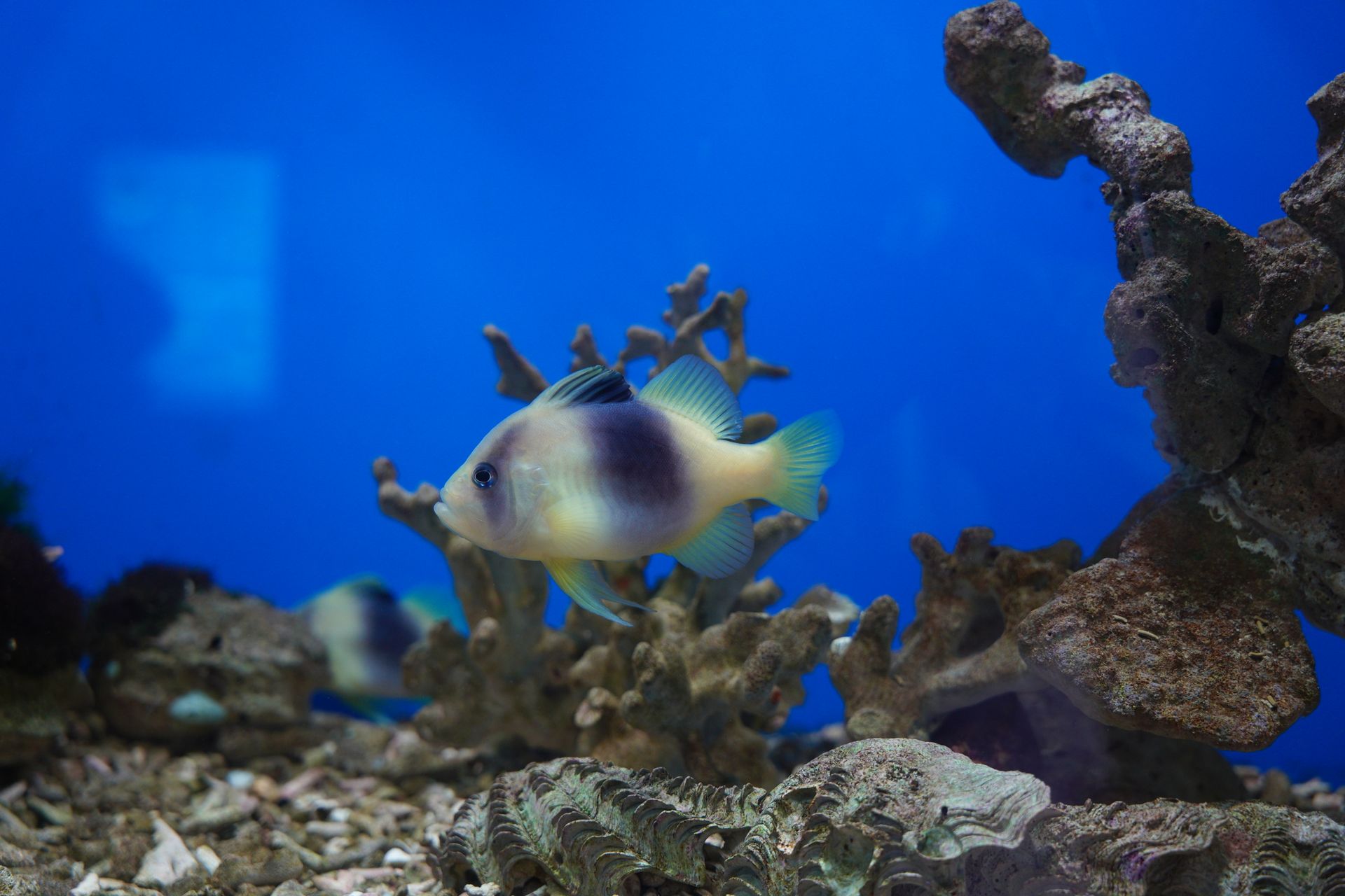 Underwater reef at Camiguin