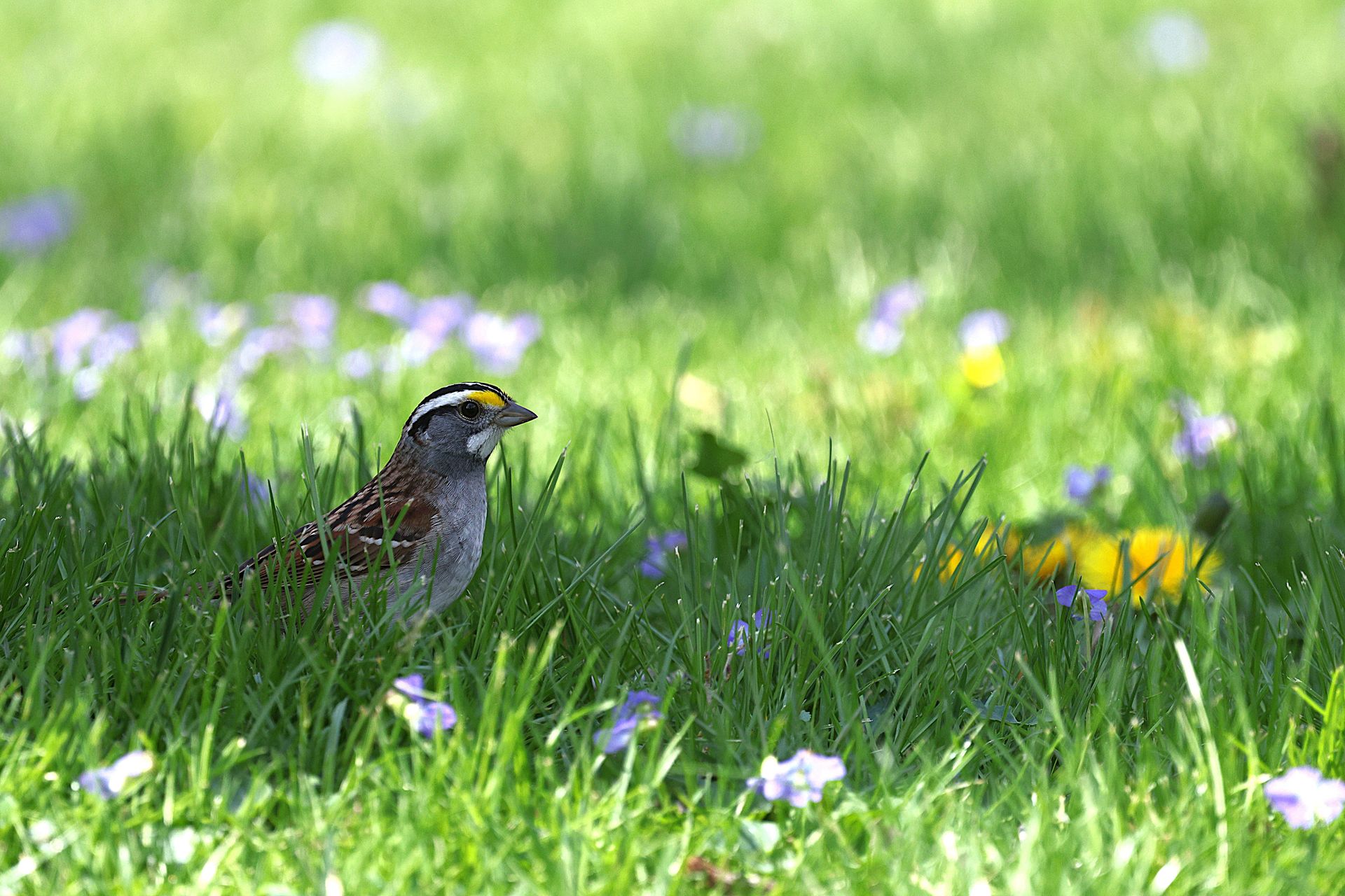 White-throated Sparrow on lush green grass with purple flowers in a sunny outdoor setting.