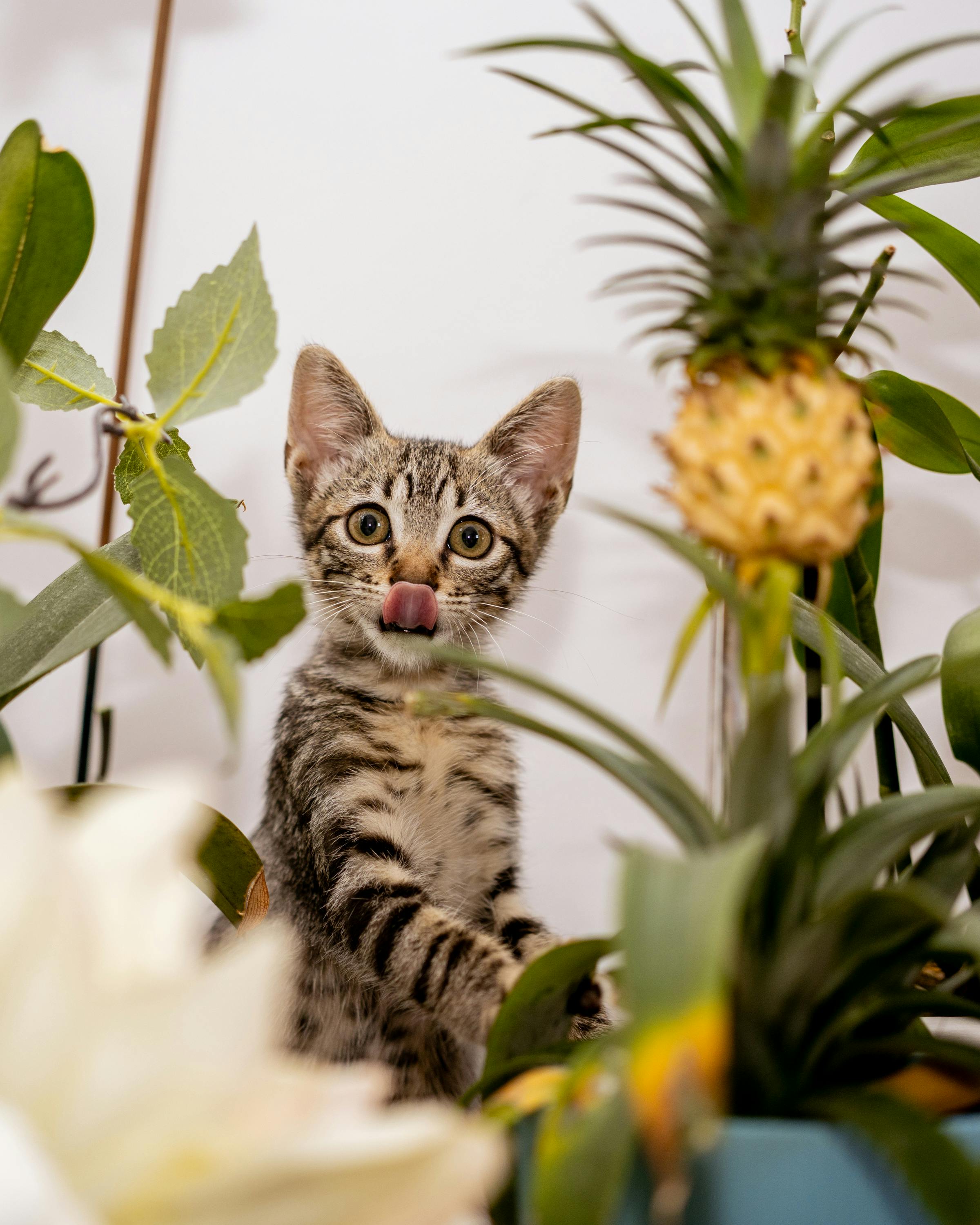 Cute tabby kitten playing among lush green leaves and a small pineapple, adding a whimsical touch.