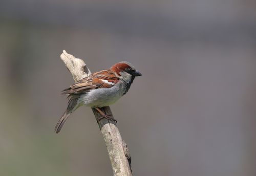 Free A close-up of a house sparrow perched on a branch in a natural outdoor setting. Stock Photo