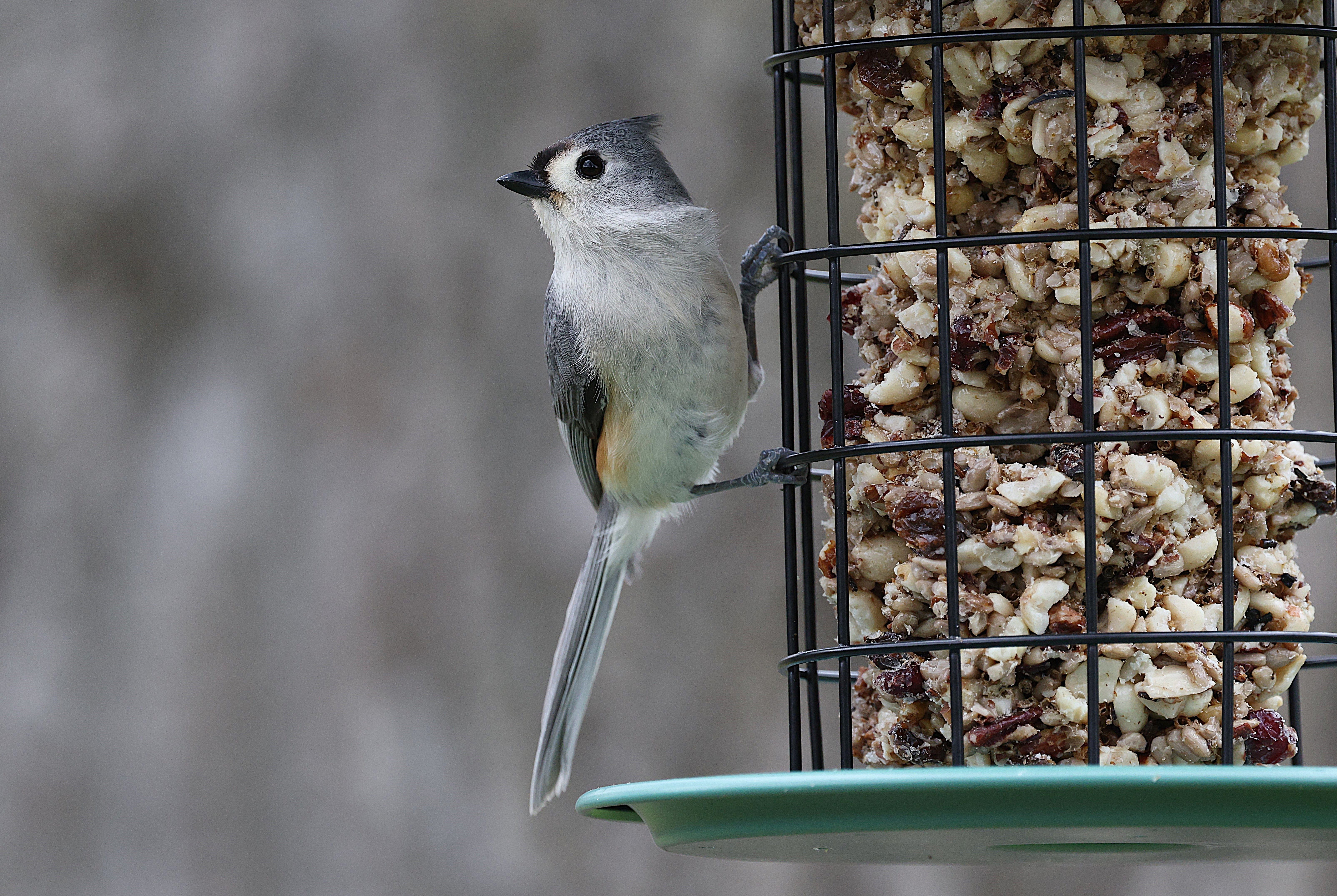 there nuts bird seed