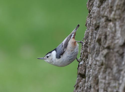 Free Close-up of a White-Breasted Nuthatch clinging to a tree trunk in a natural setting. Stock Photo