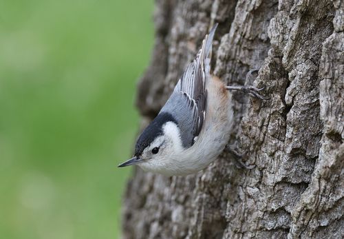 Free Close-up of a White-Breasted Nuthatch perched on a tree bark in nature. Stock Photo