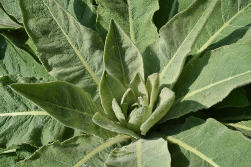 Free Detailed close-up of lush green Mullein plant leaves showcasing natural texture. Stock Photo