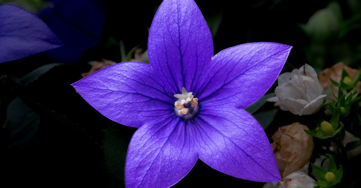 Lisianthus : Culture & Entretien Fleurs