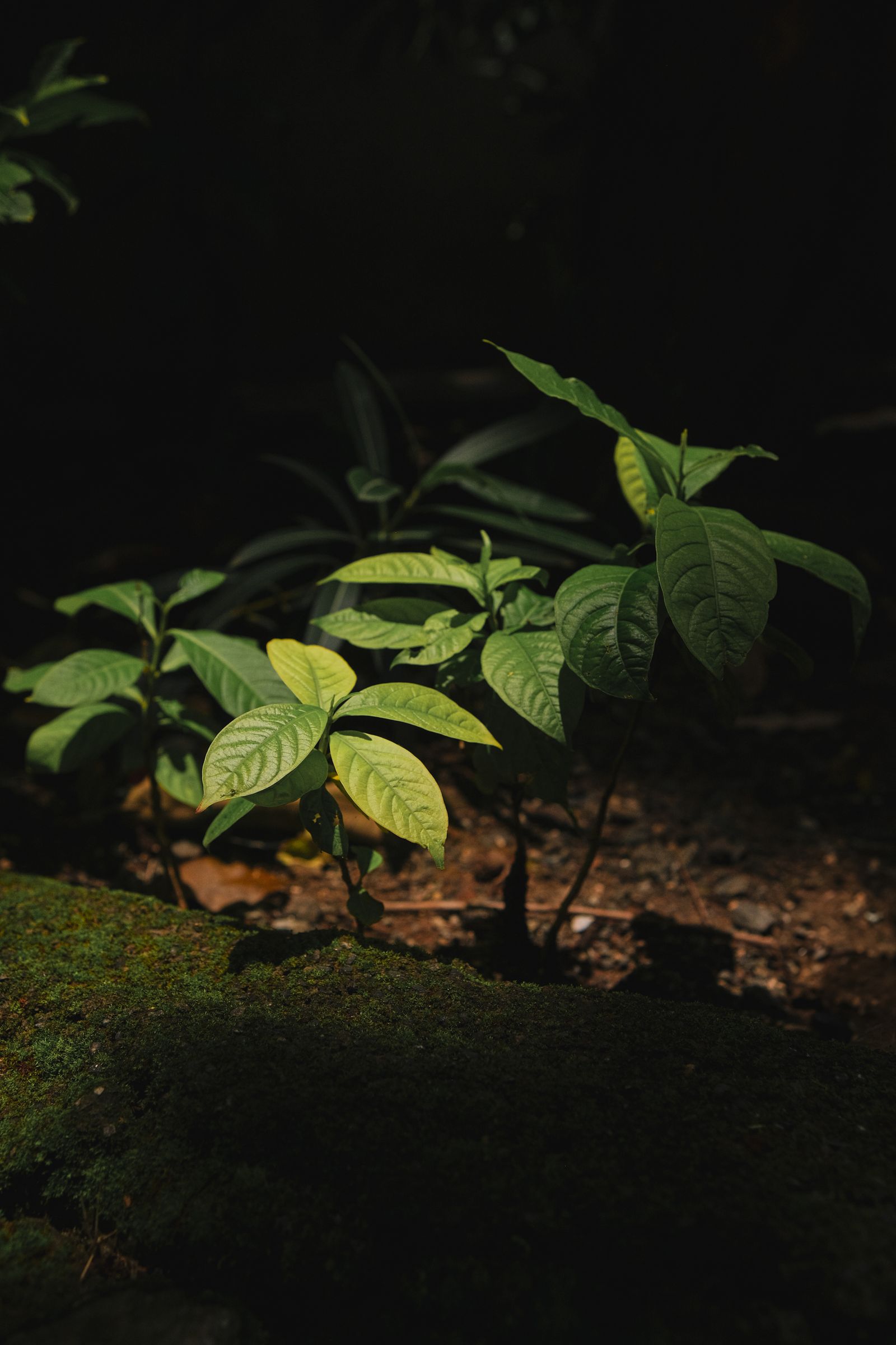 Sapling Hd Sapling Photos, Download The BEST Free Sapling Stock Photos & HD Images