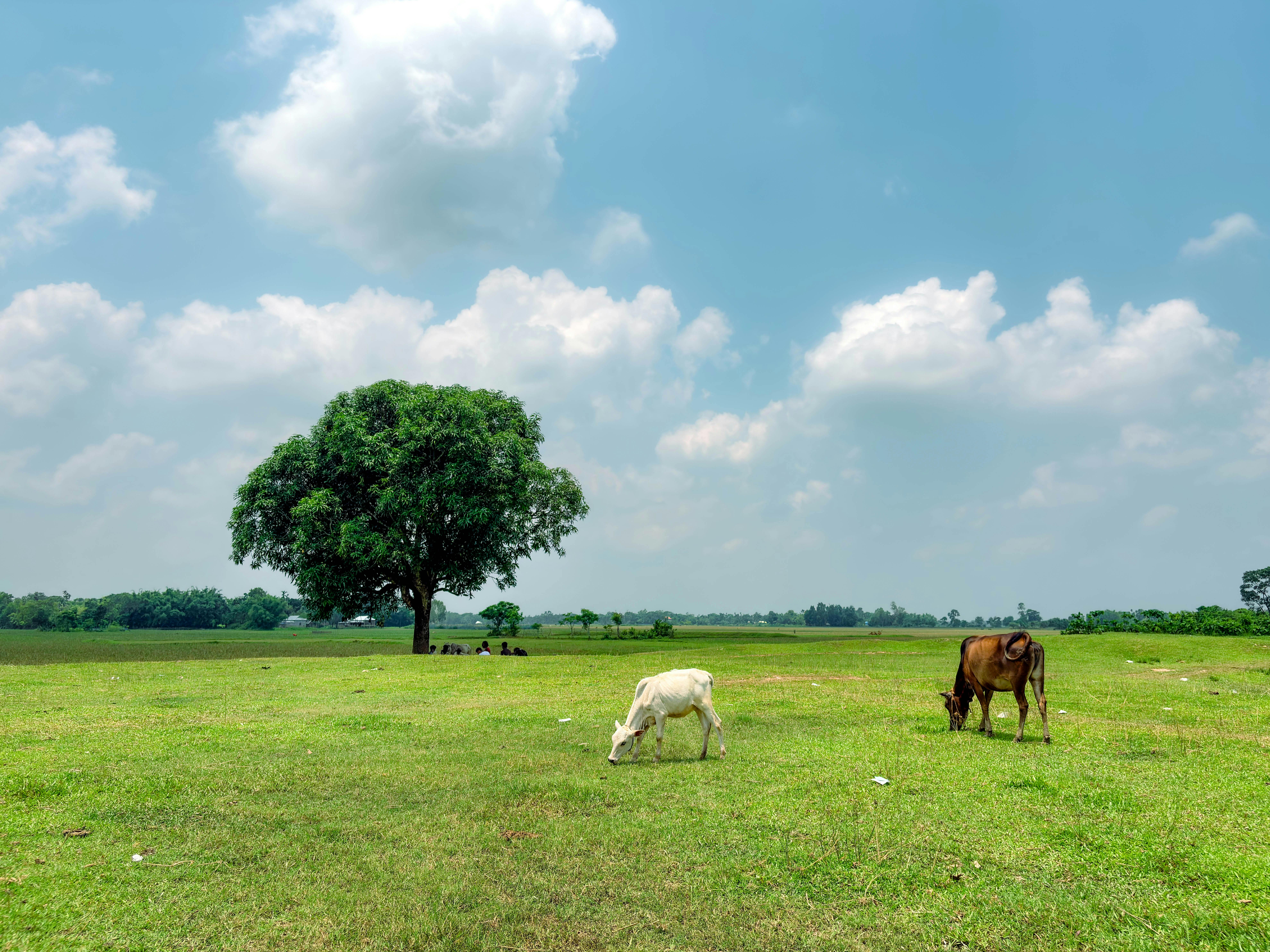 Bangladesh and UNESCO Strengthen Cooperation on Climate Resilience, Education and Biodiversity — Photo by Shamim Hossain on P