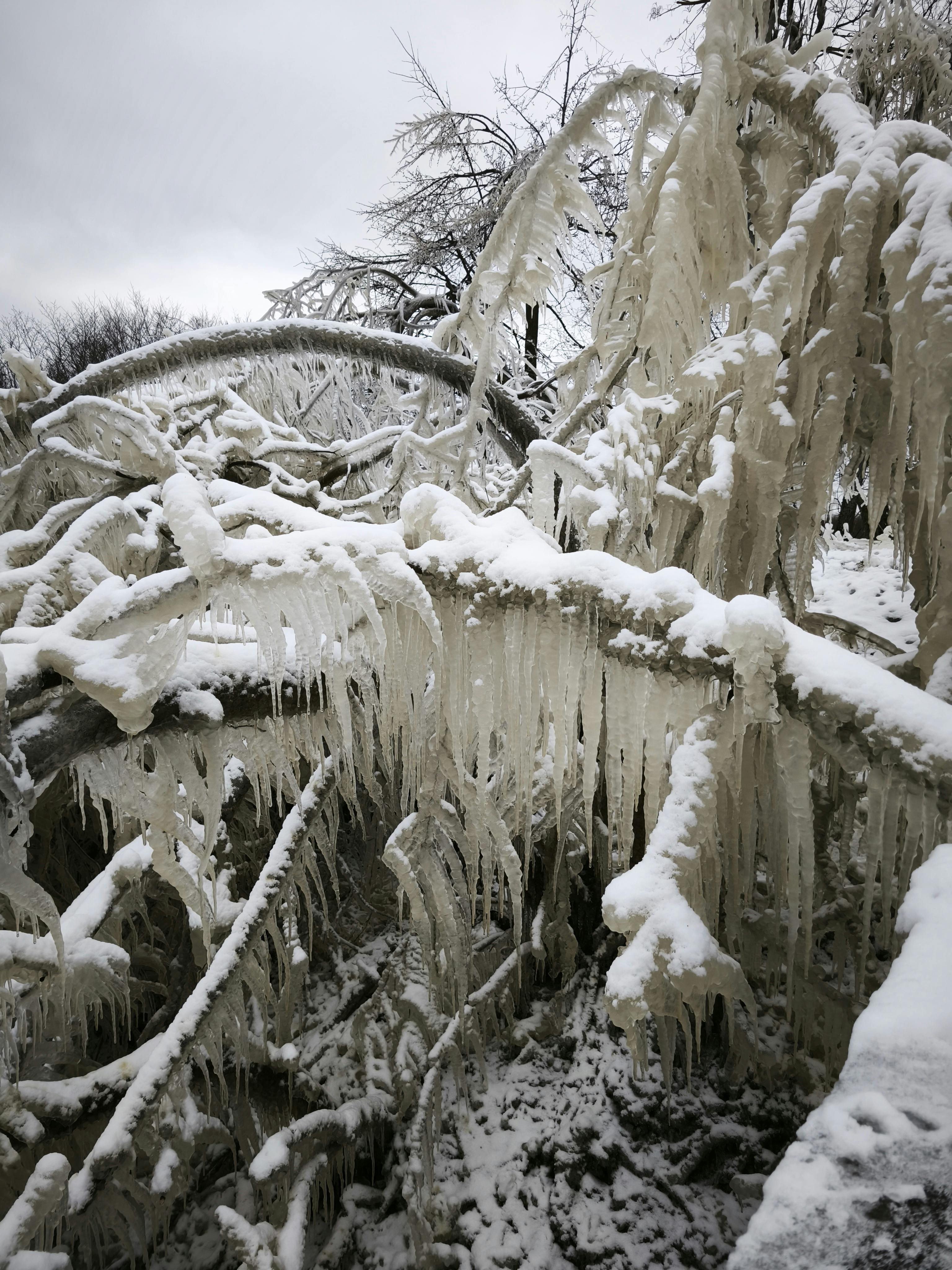 500.000+ Foto Ranting Pohon Terbaik · Unduh Gratis 100% · Foto Stok Pexels