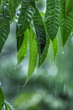 Close-up of vibrant green leaves with raindrops during a monsoon.