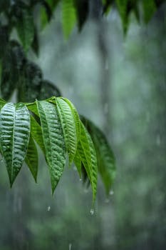 Close-up of green leaves with raindrops in a serene forest setting, conveying tranquility and nature's beauty.