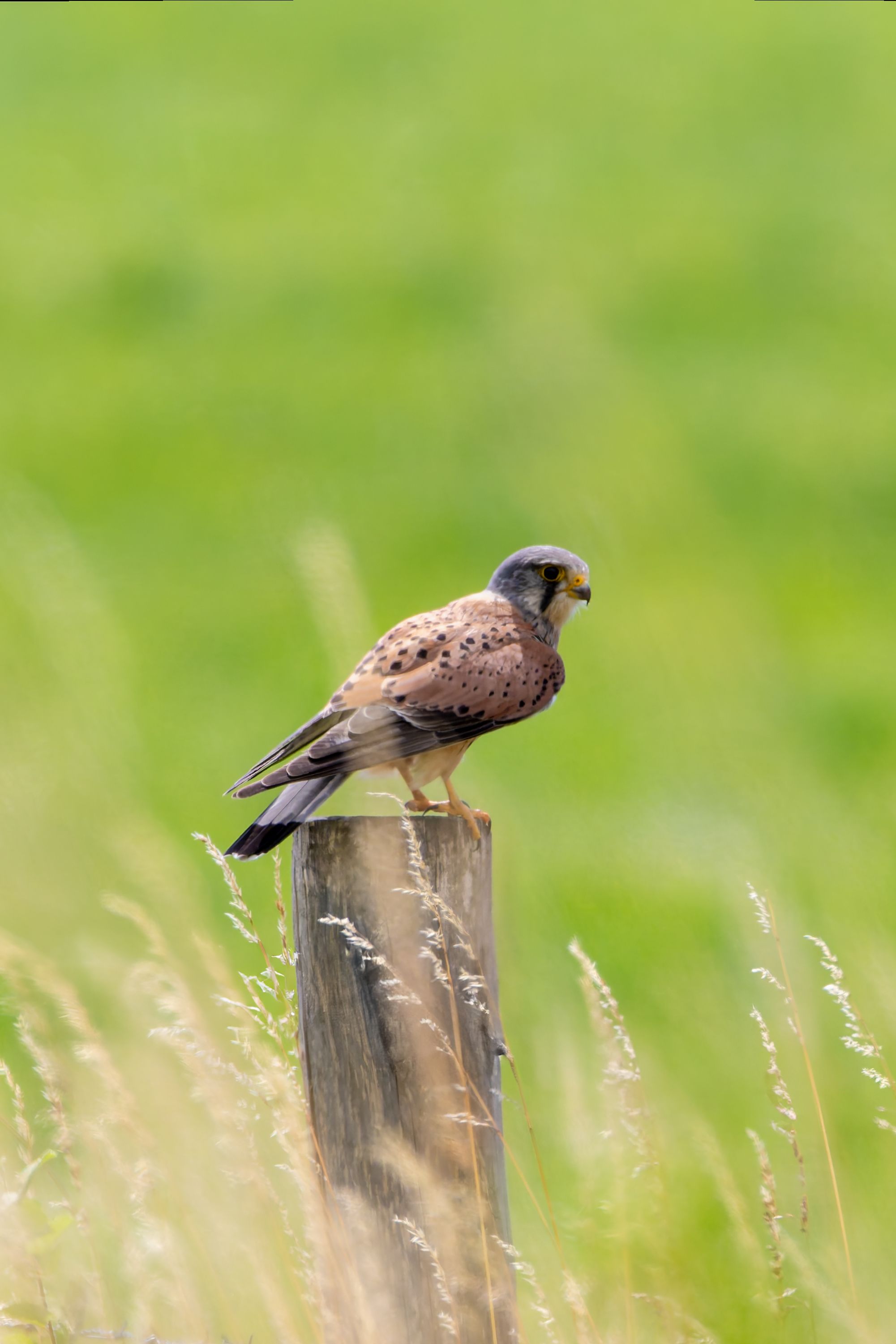 Hawk With Open Wings Photos, Download The BEST Free Hawk With Open ...