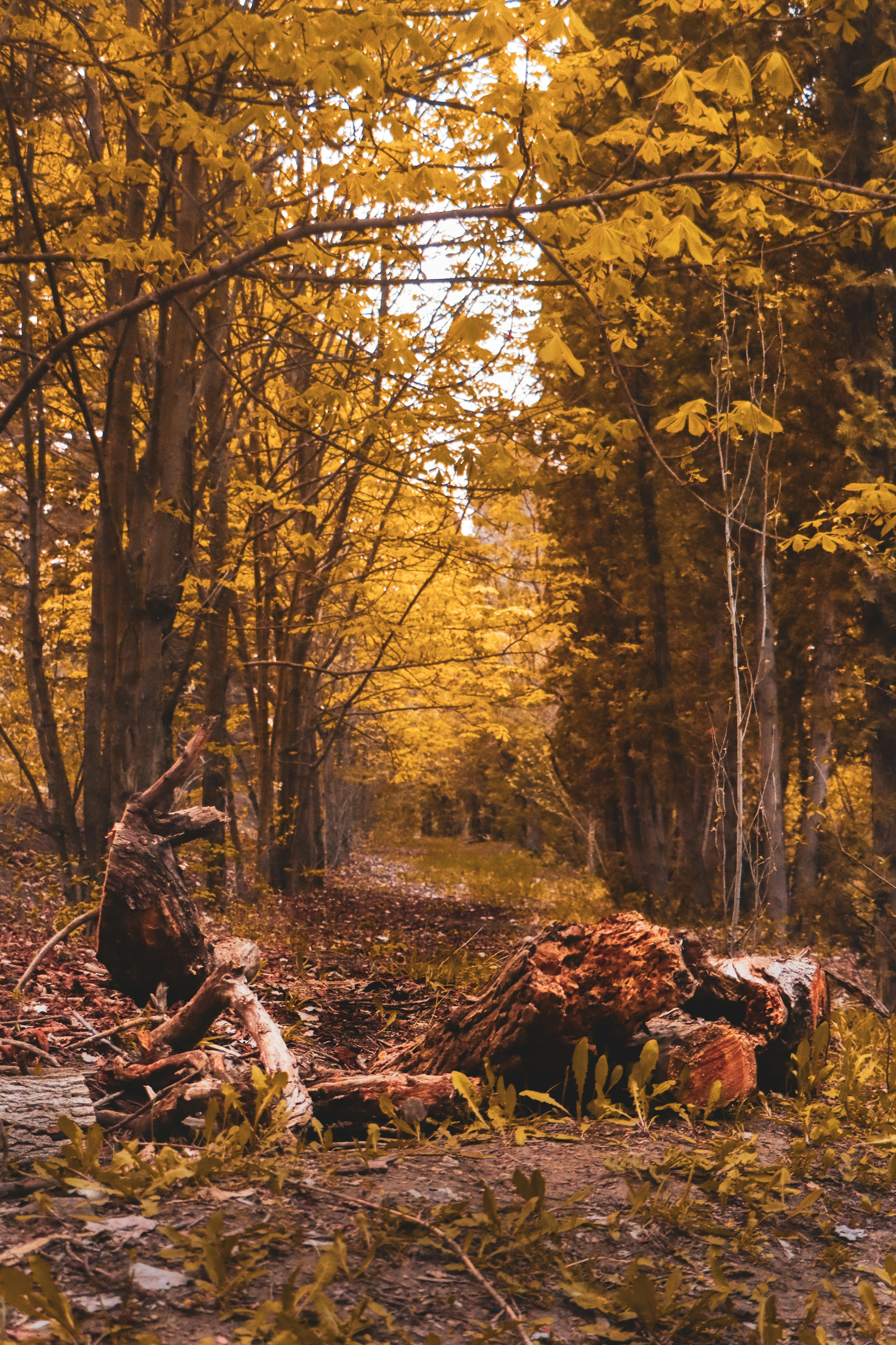 Gratis Tranquila escena de bosque otoñal con follaje vibrante y troncos caídos en un camino apartado. Foto de stock