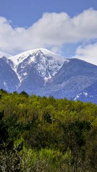 Majestic snow-capped mountain peaks rise above lush, green spring forest, under a clear blue sky.