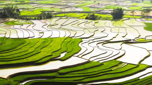 Free A breathtaking aerial view of lush green rice terraces reflecting sunlight, showcasing agricultural art. Stock Photo