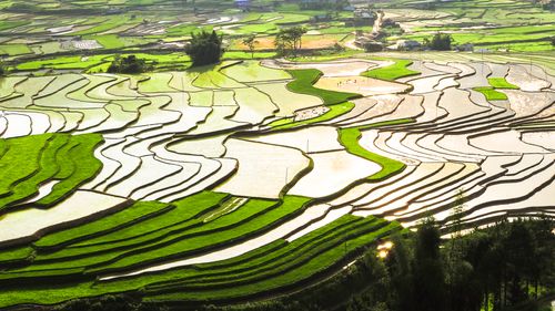 Free Aerial view of lush green terraced rice fields glowing in sunlight, showcasing nature's artistry. Stock Photo