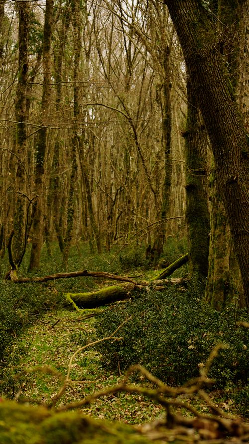 Free Explore a tranquil forest path lined with tall trees and lush moss-covered logs, evoking serenity. Stock Photo