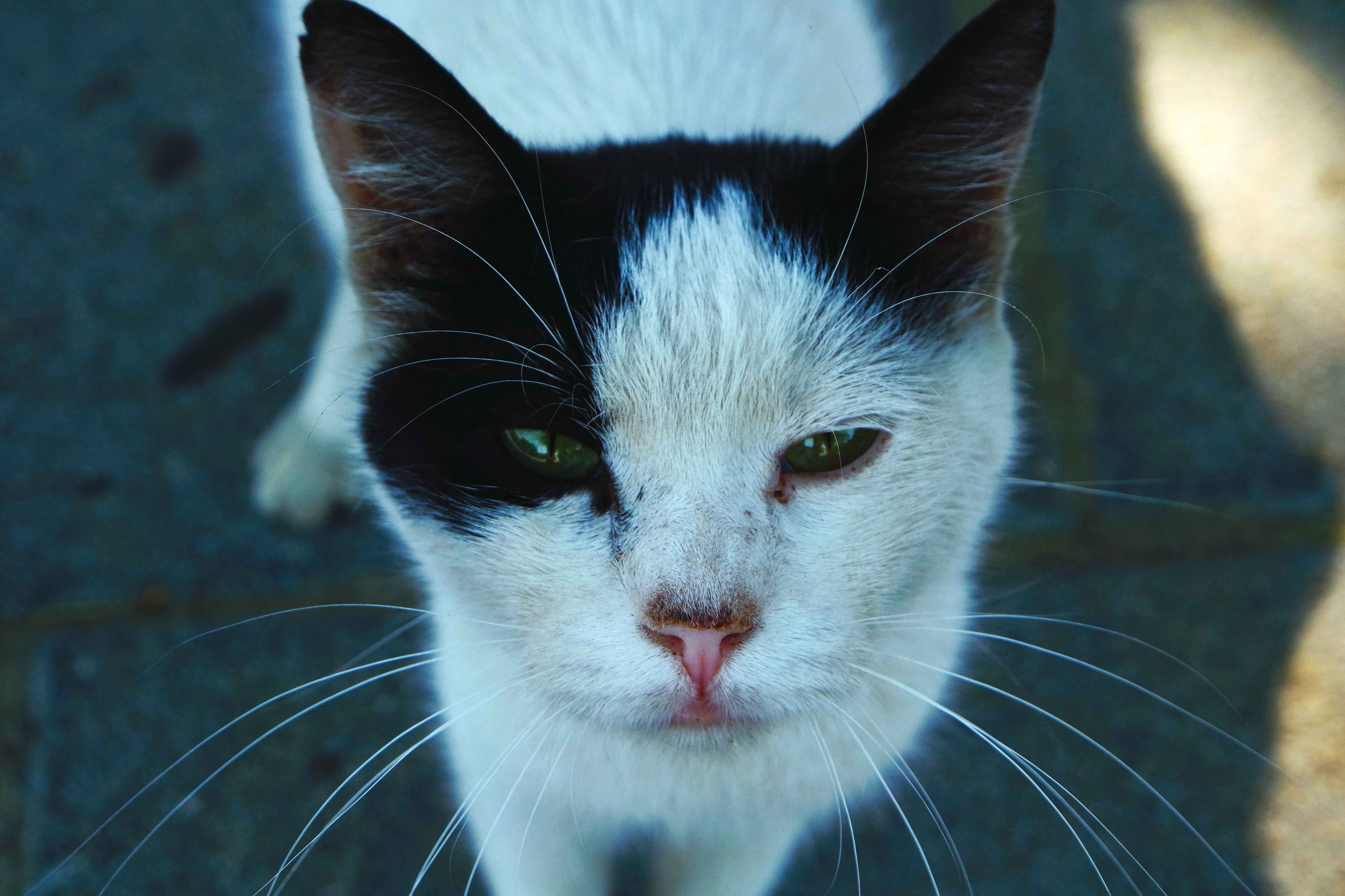 Veterinarian examining a cat during a checkup