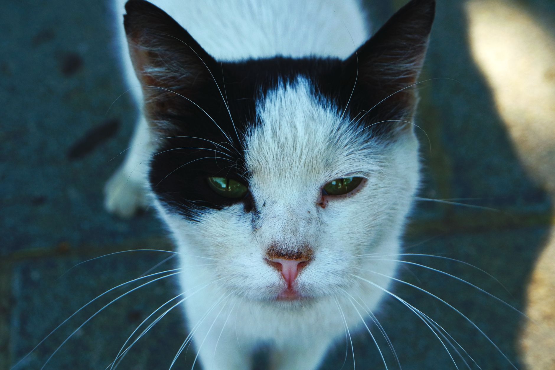 Veterinarian examining a cat during a checkup