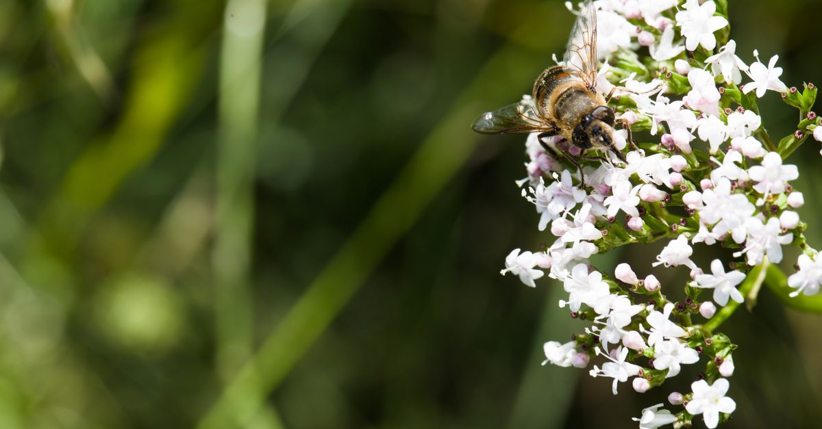 A bee collecting nectar from white valerian flowers in a lush green garden, symbolizing pollination and nature's beauty. - Evidence evidence guide for Valerian Sleep Meta-analysis: What the Evidence Says