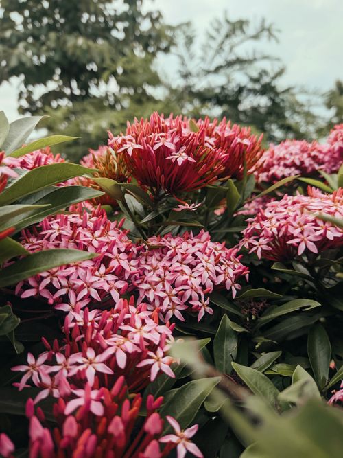Free Beautiful pink Ixora flowers in full bloom in Dhaka garden, showcasing nature's vibrant colors. Stock Photo