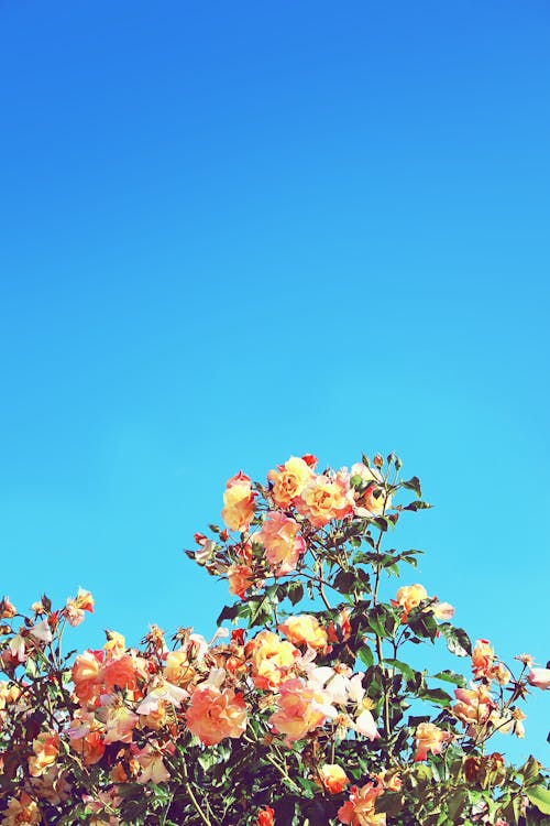Free stock photo of blue sky, rosebush, roses