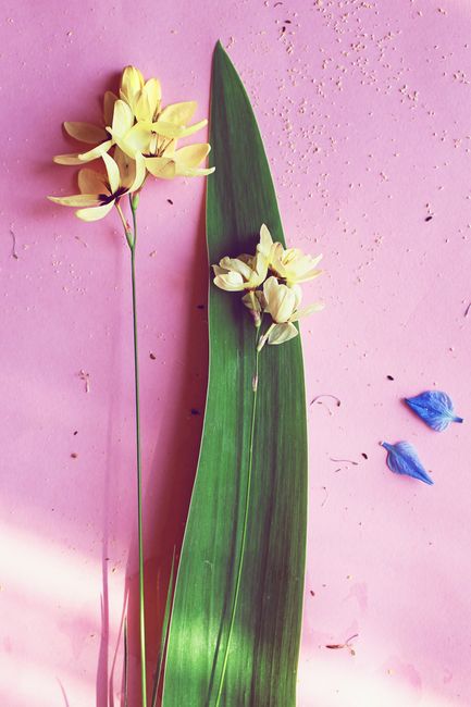Close-up of yellow flowers and green leaf on pink surface with artistic composition.