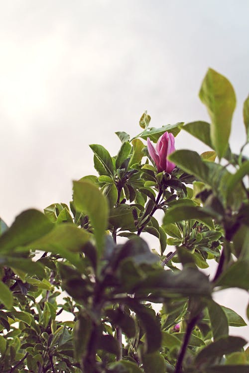 Free stock photo of magnolia, melancho, romantic