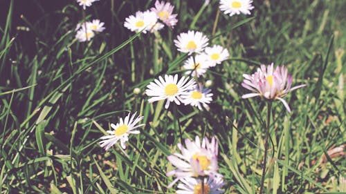 Free stock photo of daisies, green grass, spring