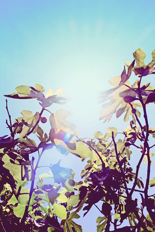 Free stock photo of blue sky, branches, fig tree