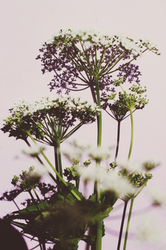Chervil — Cerfeuil