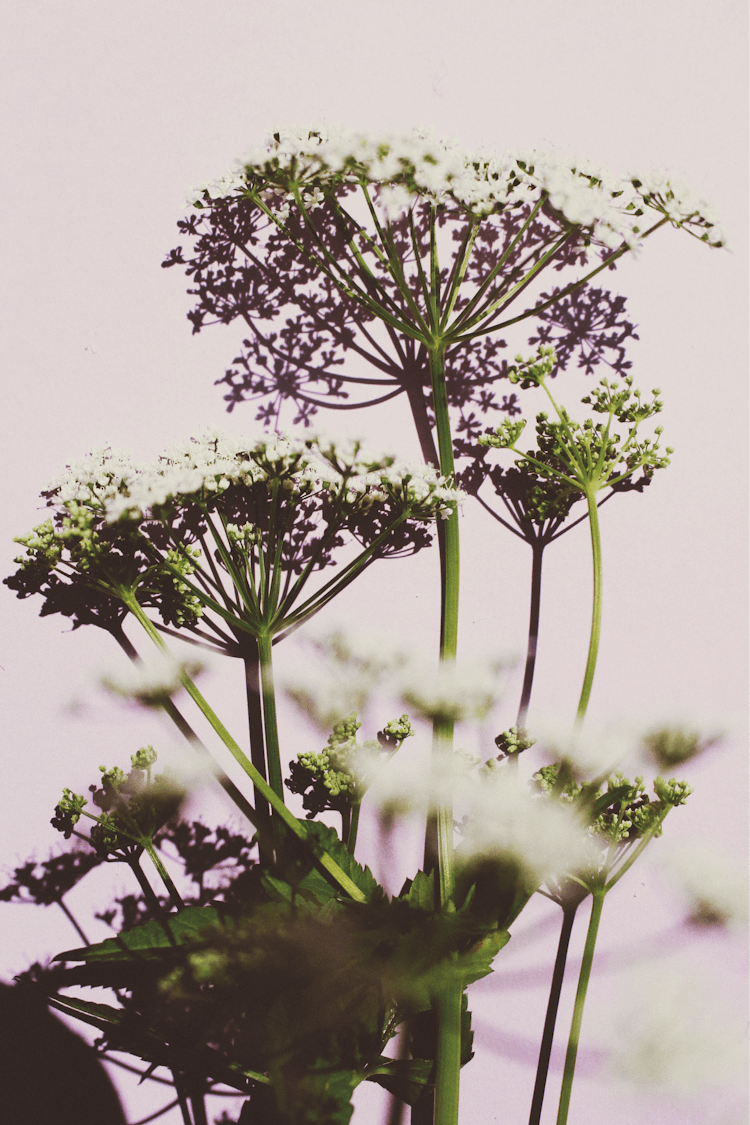 Wild Chervil Plant