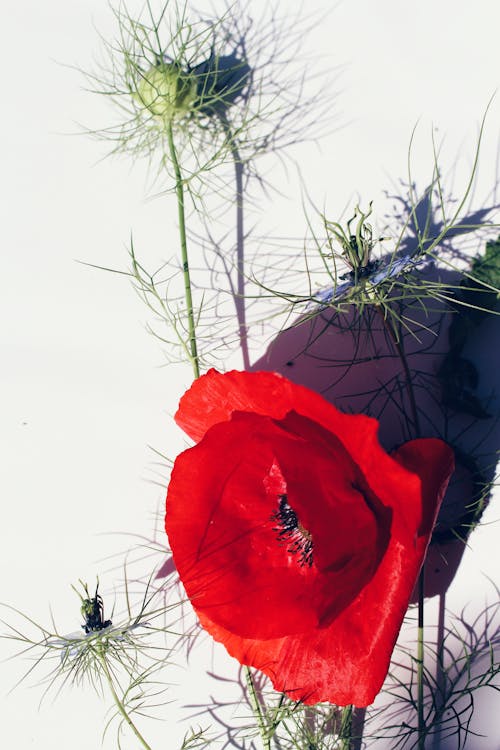 Free stock photo of blue flower, poppy, red flower