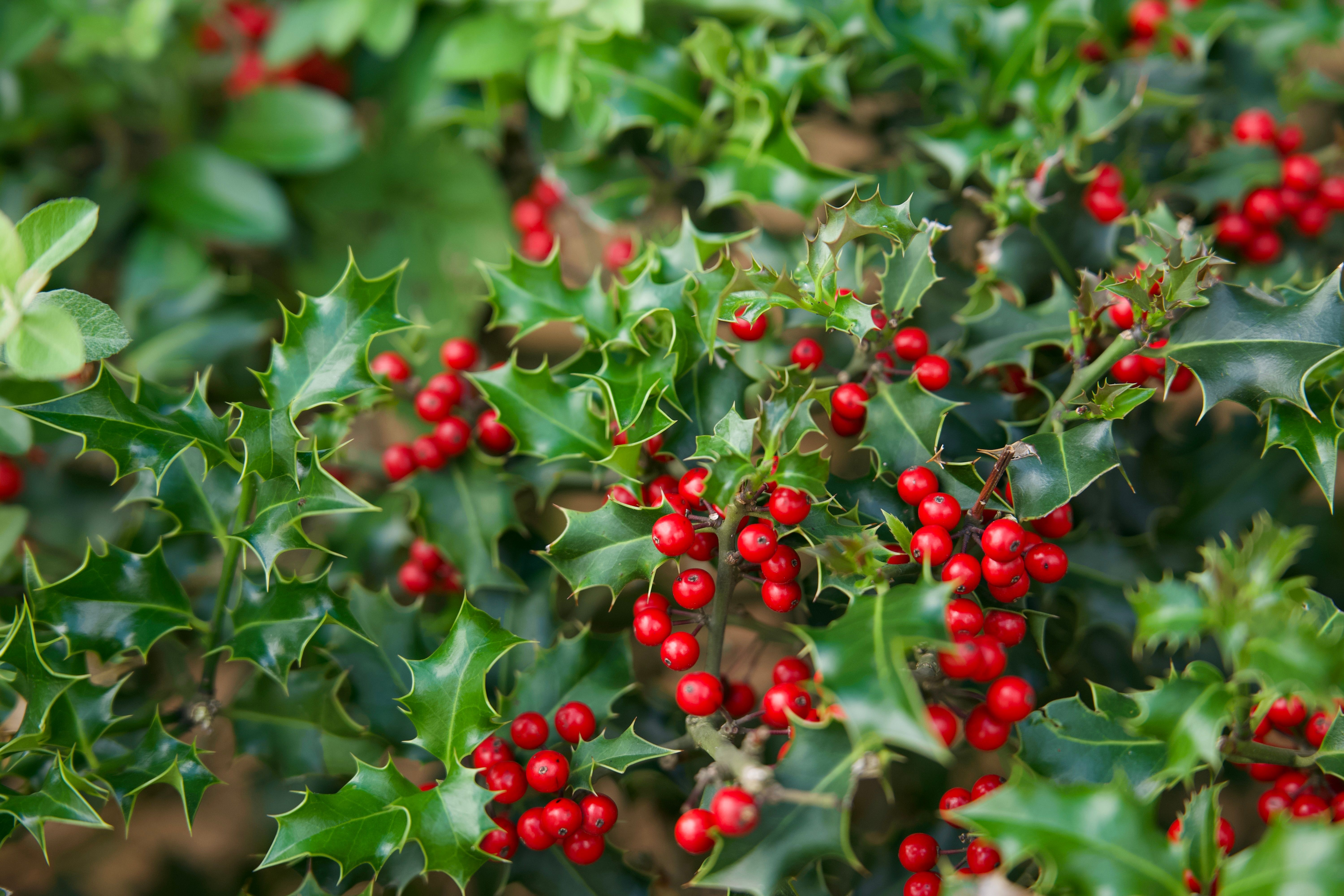 Holly